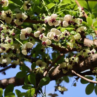 アケビの花が沢山咲いている。 アケビの花が沢山咲いている。 アケビ,白い花,自然の写真素材