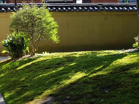 明暗差のある庭 明暗差のある庭の写真