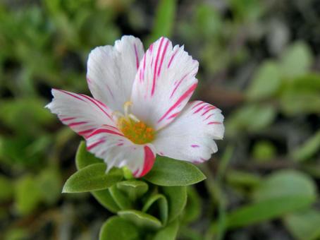 ハナスベリヒユの花_10 ハナスベリヒユの花_10の写真