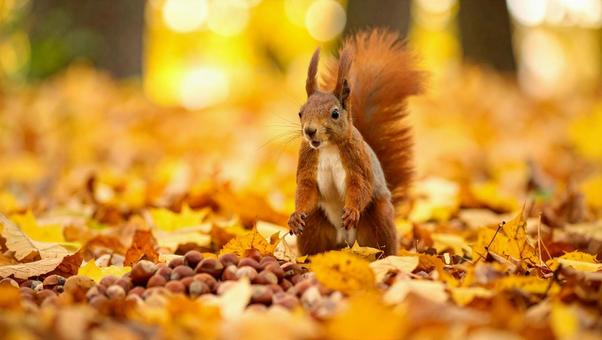 大量の木の実を発見したエゾリスの写真