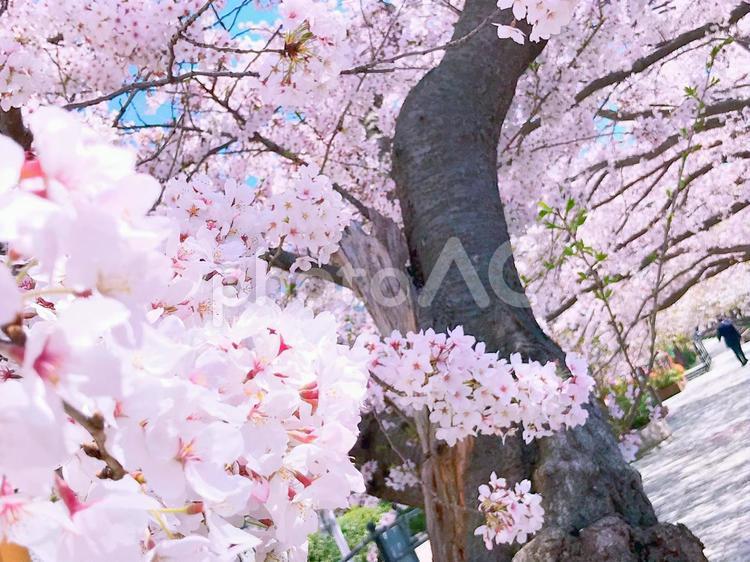 満開の桜　大写し　サクラ　さくら　お花見　春　自然　風景　景色 花見,お花見,桜の写真素材