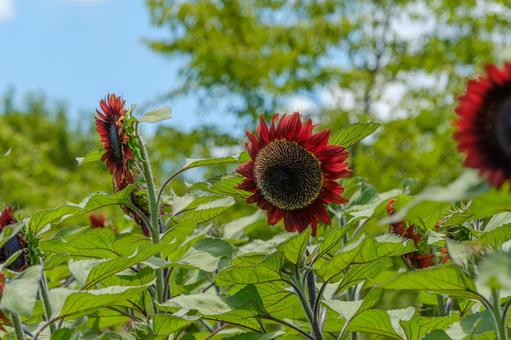 青空の下で咲く赤いひまわり 青空の下で咲く赤いひまわり 向日葵,花,赤の写真素材