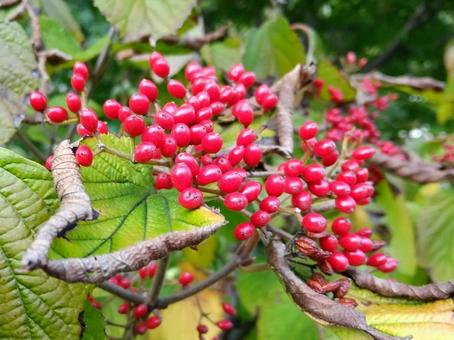 熟すと食べられるガマズミの実 果実,ガマズミ,ポリフェノールの写真素材