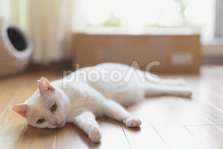 冷房つけてアピールで行き倒れる白猫 白猫,シロネコ,しろねこの写真素材