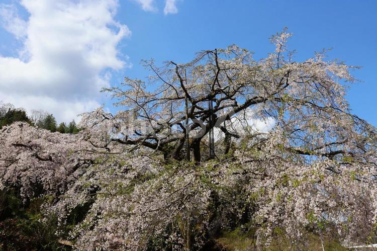 ３月下旬の綾川町のしだれ桜の花 背景,しだれ桜,シダレザクラの写真素材