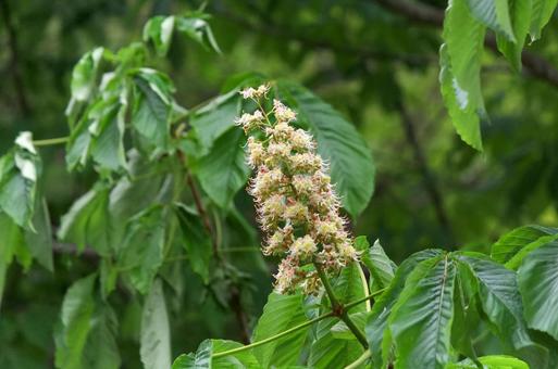 トチノキの花 トチノキ,花,樹木の写真素材