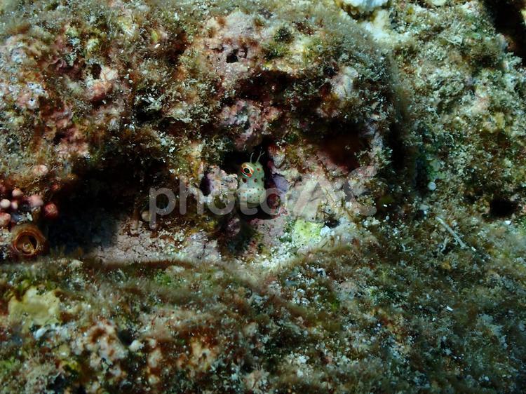 モンツキカエルウオ・沖縄、竹富島の海底で 沖縄,先島諸島,竹富島の写真素材
