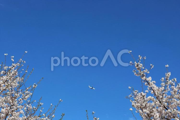 ４月上旬の公園の桜の花と旅客機 桜,花,植物の写真素材