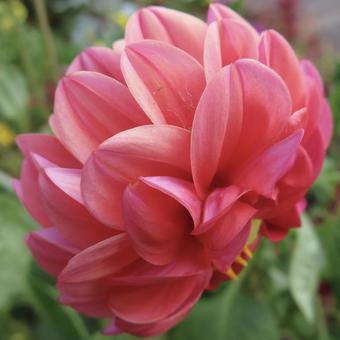 ダリア（天竺牡丹）の写真