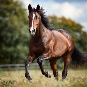 青空 草原を駆ける 馬 青空 草原を駆ける 馬の写真