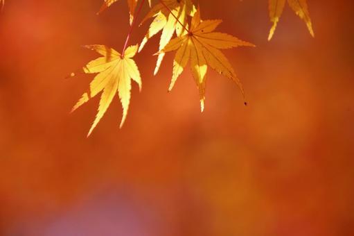 色づく紅葉 色づく紅葉の写真