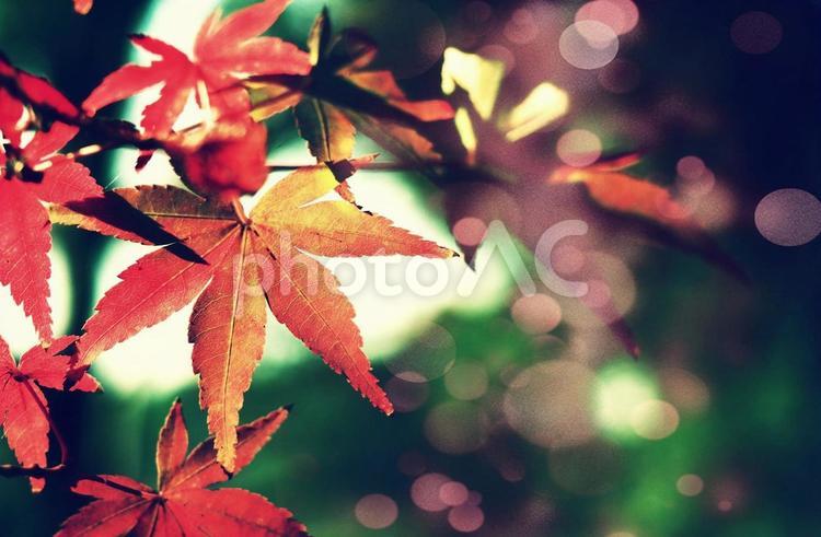 きらきら玉ボケの中の紅葉 紅葉,秋,もみじの写真素材