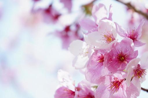 ほんのりピンクが美しい河津桜2 桜,さくら,河津桜の写真素材