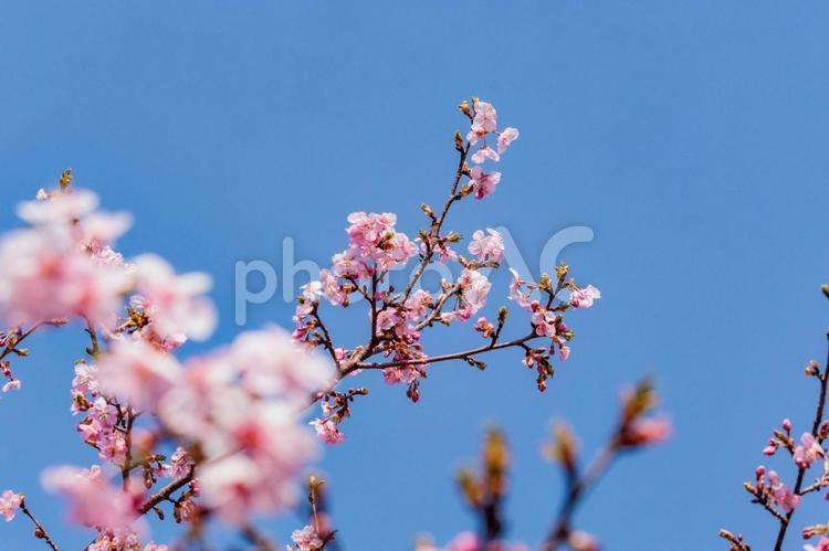一足早い春を告げる早咲きの桜の花 春,花,青空の写真素材