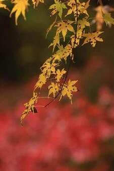 紅葉 紅葉,養老渓谷,筒森もみじ谷の写真素材