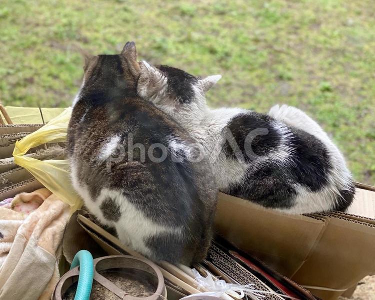 寄り添うキジ白野良猫さんご夫婦 ねこ,屋外,キジシロの写真素材