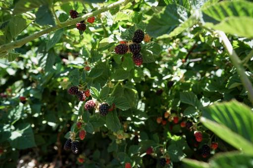 Photo, blackberry, berry, black, 