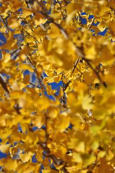 黄色の葉に染まったイチョウ 黄色の葉に染まったイチョウ 晴天,晴れ,明るいの写真素材