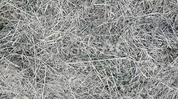 刈り取られた枯れ草D 枯れ草,テクスチャ,除草の写真素材