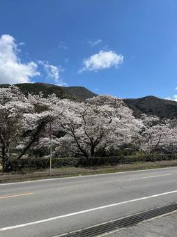 山道に咲く桜 山道に咲く桜の写真