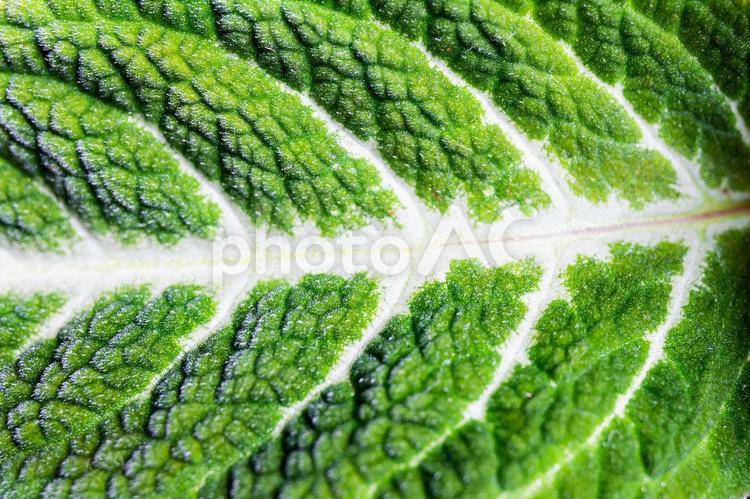 画面いっぱいの葉っぱの拡大　背景用 背景用,新緑,大きな葉の写真素材