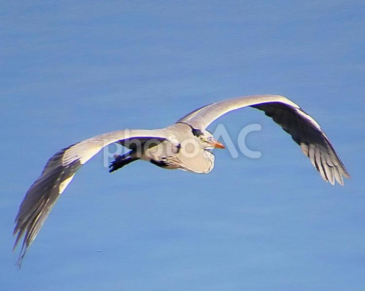 アオサギの飛行 野鳥,アオサギ,青鷺の写真素材