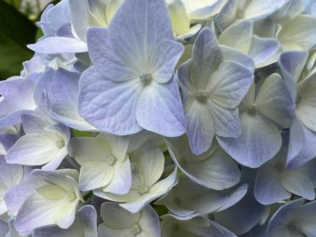 あじさい(青)の写真