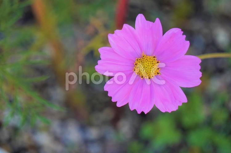 淡い秋桜 淡い,コスモス,秋桜の写真素材