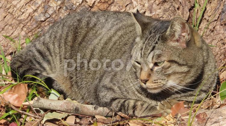 目力の強いモフモフで迫力のある猫様 猫,キジトラ,目力の写真素材