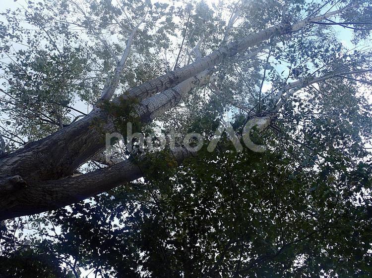 森の風景 森,林,森林の写真素材