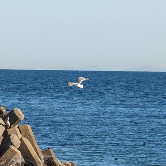海鳥の写真
