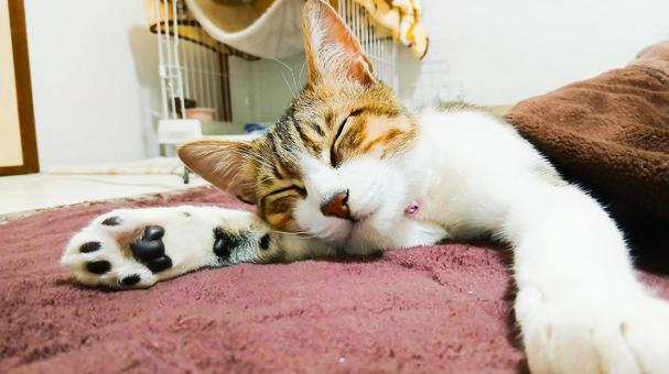 安心して眠るリラックスした猫 安心して眠るリラックスした猫 猫,睡眠,リラックスの写真素材