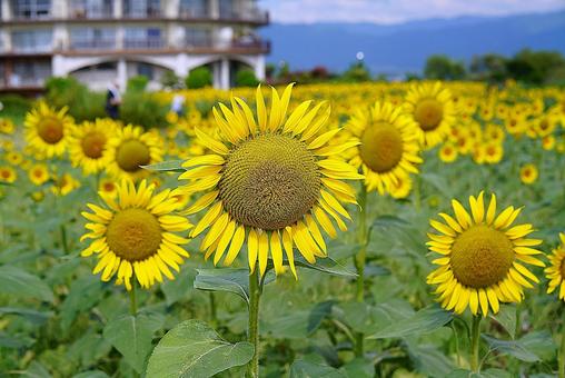 第1なぎさ公園 ひまわり2025年 53 第1なぎさ公園 ひまわり2025年 53の写真