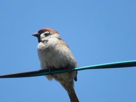 電線にとまるスズメ 電線にとまるスズメ スズメ,鳥,鳥類の写真素材