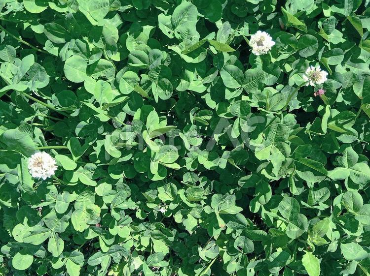 しろつめくさ 春の花,午後,三つ葉の写真素材