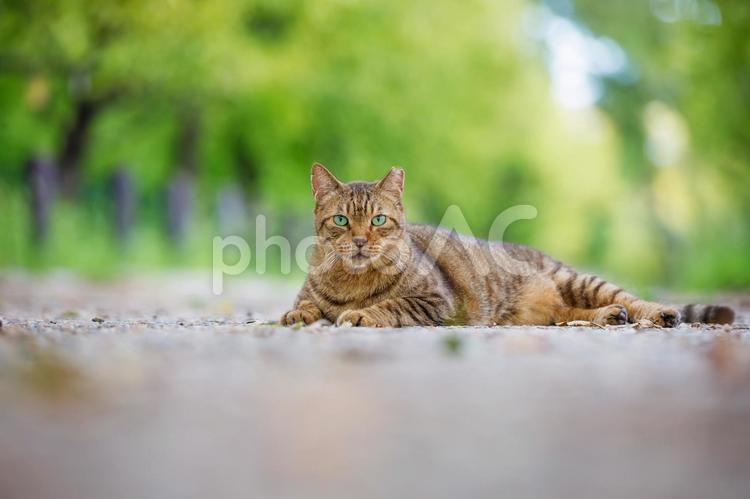 大阪城公園の野良猫 野良猫,猫,大阪城公園の写真素材