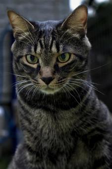Photo, handsome man, pheasant, cat, 