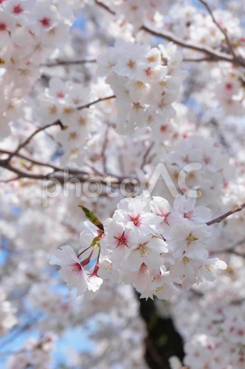 季節の花／桜_11 桜,春,開花の写真素材