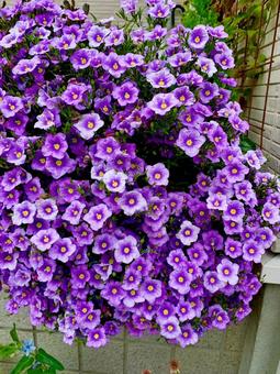 夏の紫の花カリブラコア 夏の紫の花カリブラコアの写真