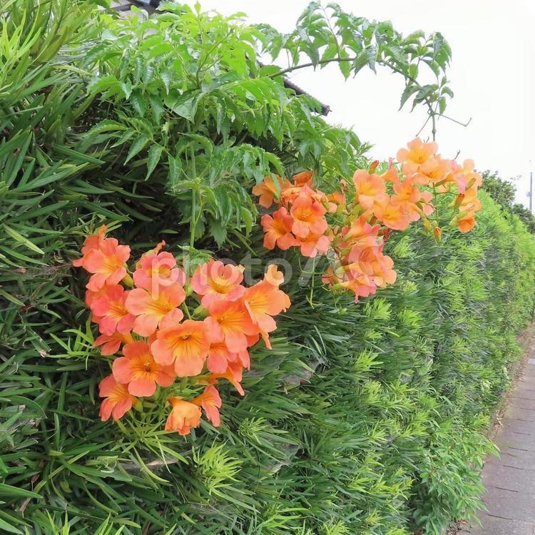 ノウゼンカズラ ノウゼンカズラ,ノウゼンカズラの花,オレンジ色の花の写真素材