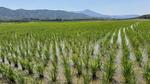 田んぼ３ 田んぼ,田植え,稲の写真素材