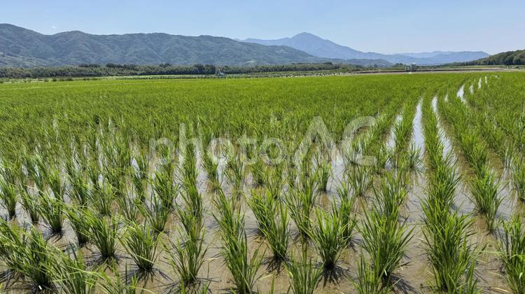 田んぼ３ 田んぼ,田植え,稲の写真素材