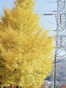 黄葉したイチョウの木 秋,銀杏,イチョウの写真素材