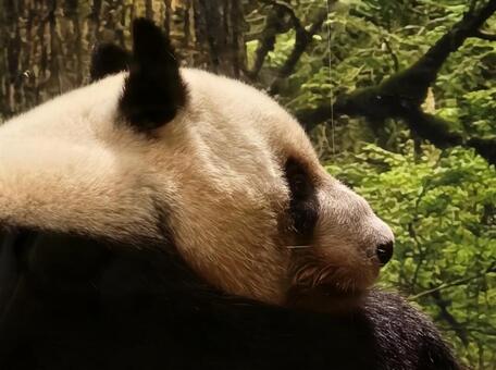 パンダの横顔(レイレイ) パンダ,ジャイアントパンダ,動物の写真素材