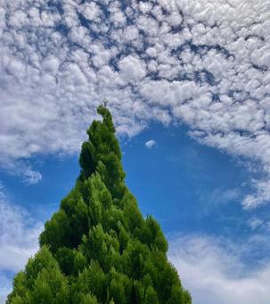Photo, conifer, wood, green, 