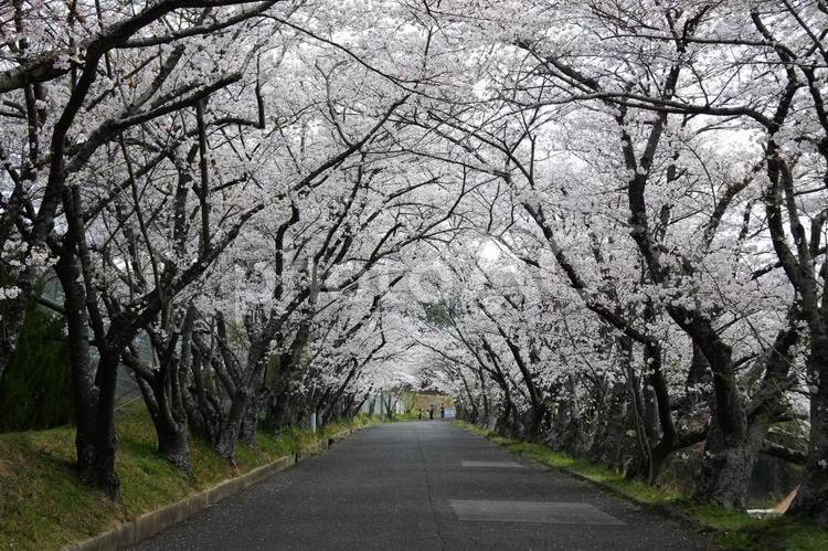 桜並木 春,さくら,散策の写真素材