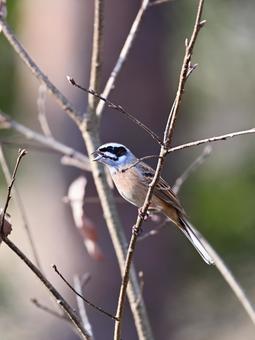 囀る雄のホオジロ 囀る雄のホオジロ ホオジロ,野鳥,鳥の写真素材