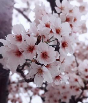 桜 桜,花,春の写真素材