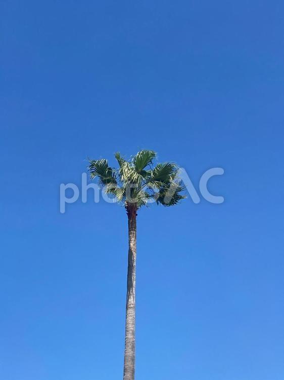 ヤシの木 ヤシの木,ヤシ,青空の写真素材
