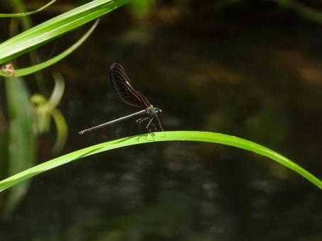 葉にとまるハグロトンボ ハグロトンボ,昆虫,生物の写真素材